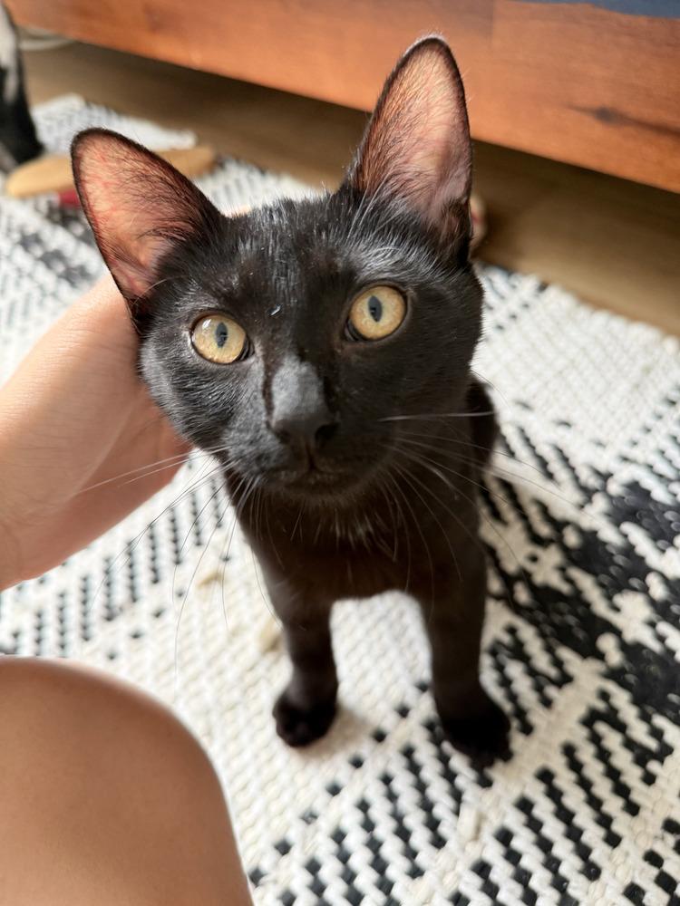 Katty, Adoptable, Kitten Female Domestic Short Hair.