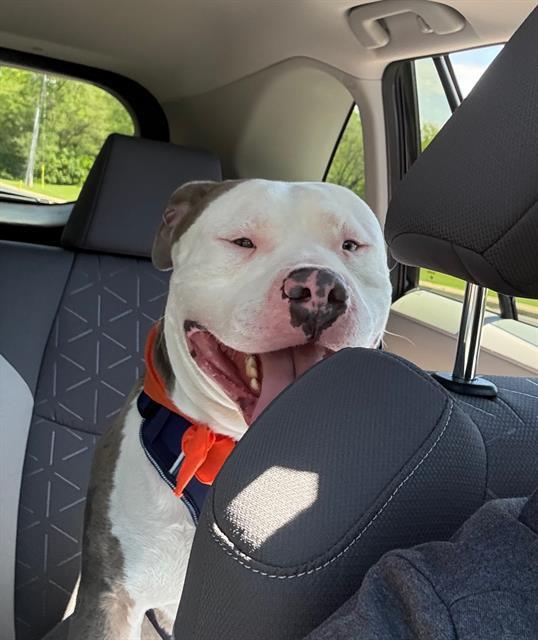 BARLEY, Adoptable, Young Male Pit Bull Terrier.