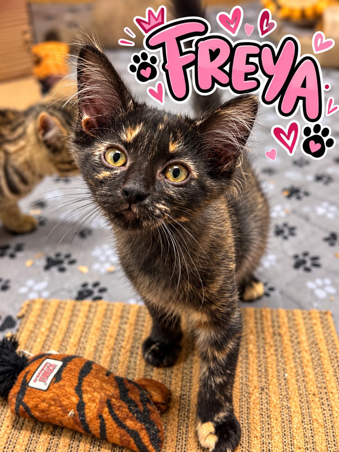 Freya, Adoptable, Kitten Female Domestic Medium Hair.
