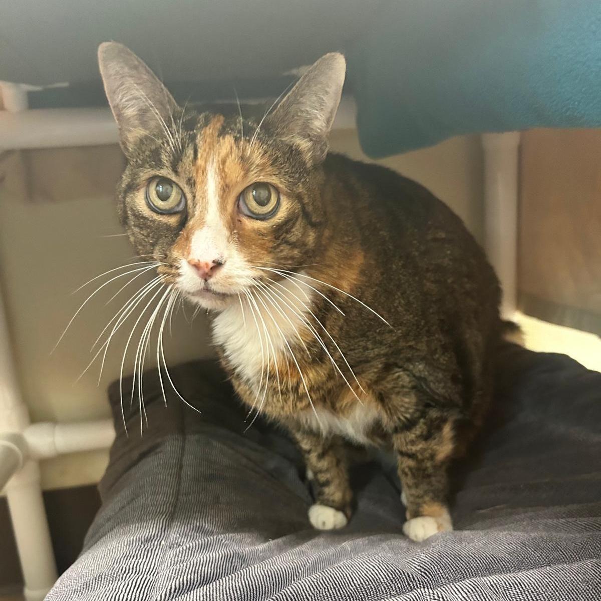Lilly, Adult Female unknown