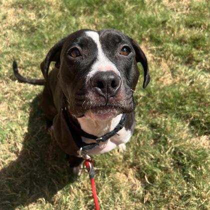 Primrose, Adoptable, Adult Female Mixed Breed & Mixed Breed.