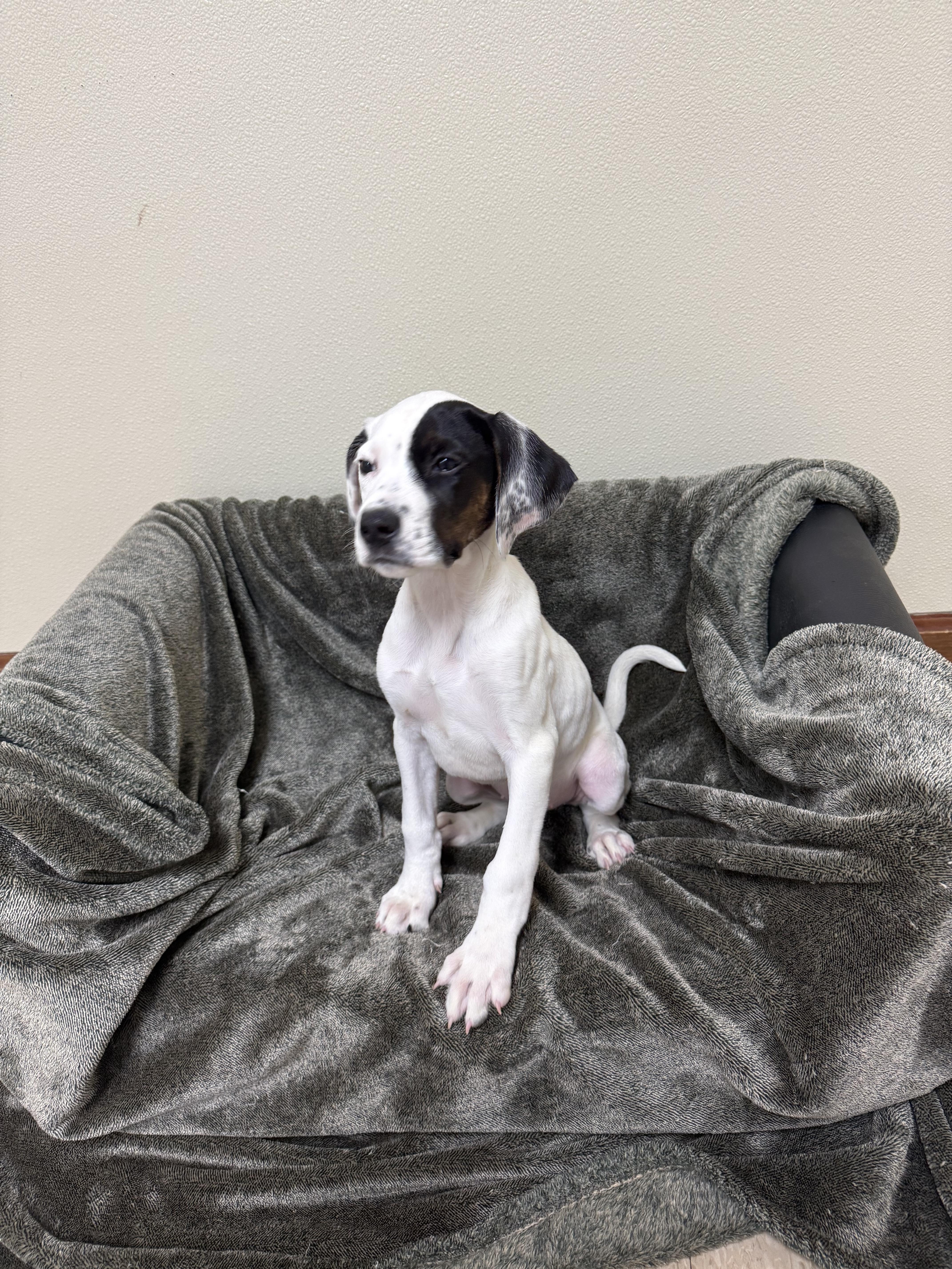 Enlarge Happy, a Adoptable mixed breed in Douglas, MA image 3/5