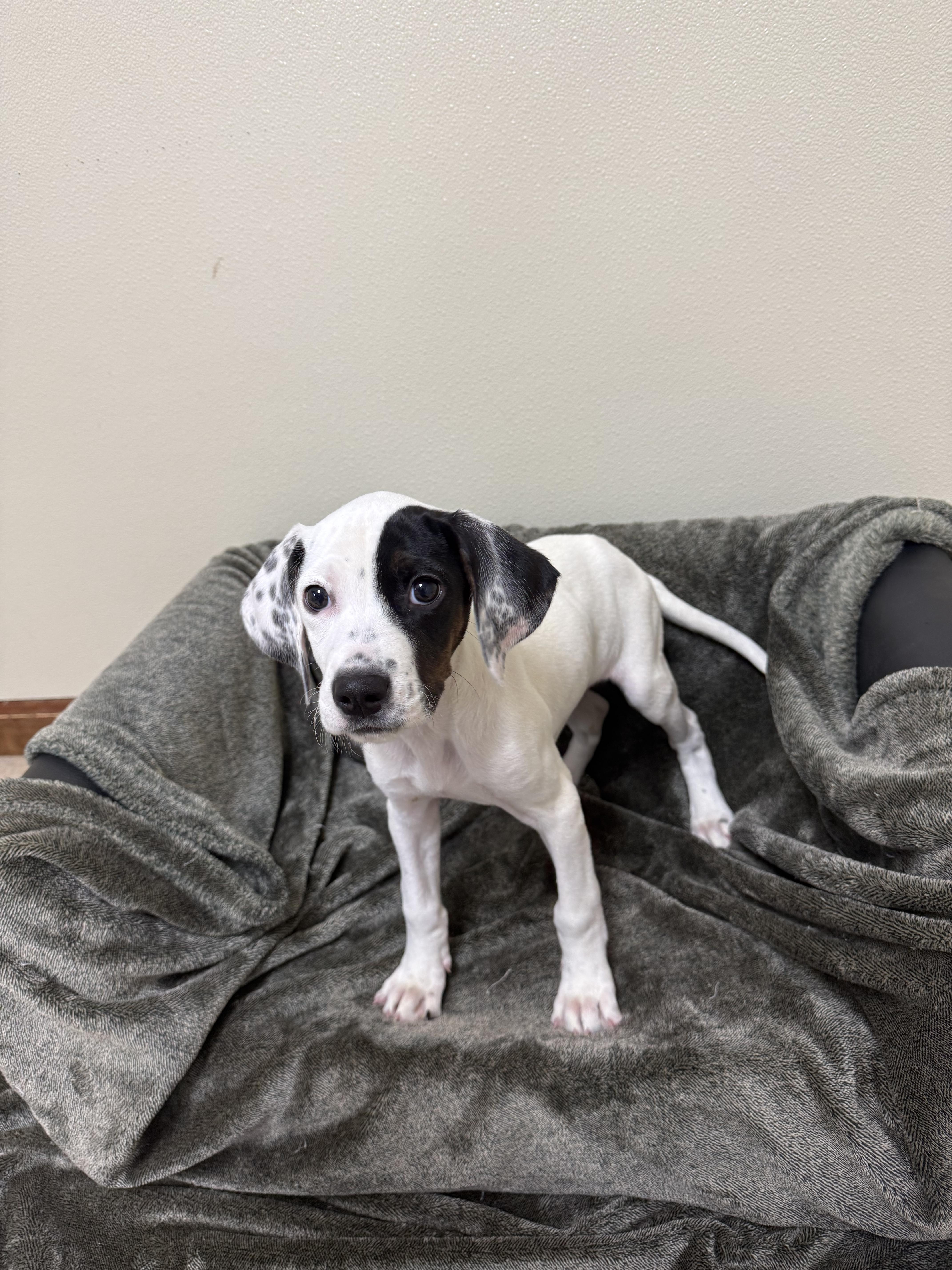 Enlarge Happy, a Adoptable mixed breed in Douglas, MA image 2/5