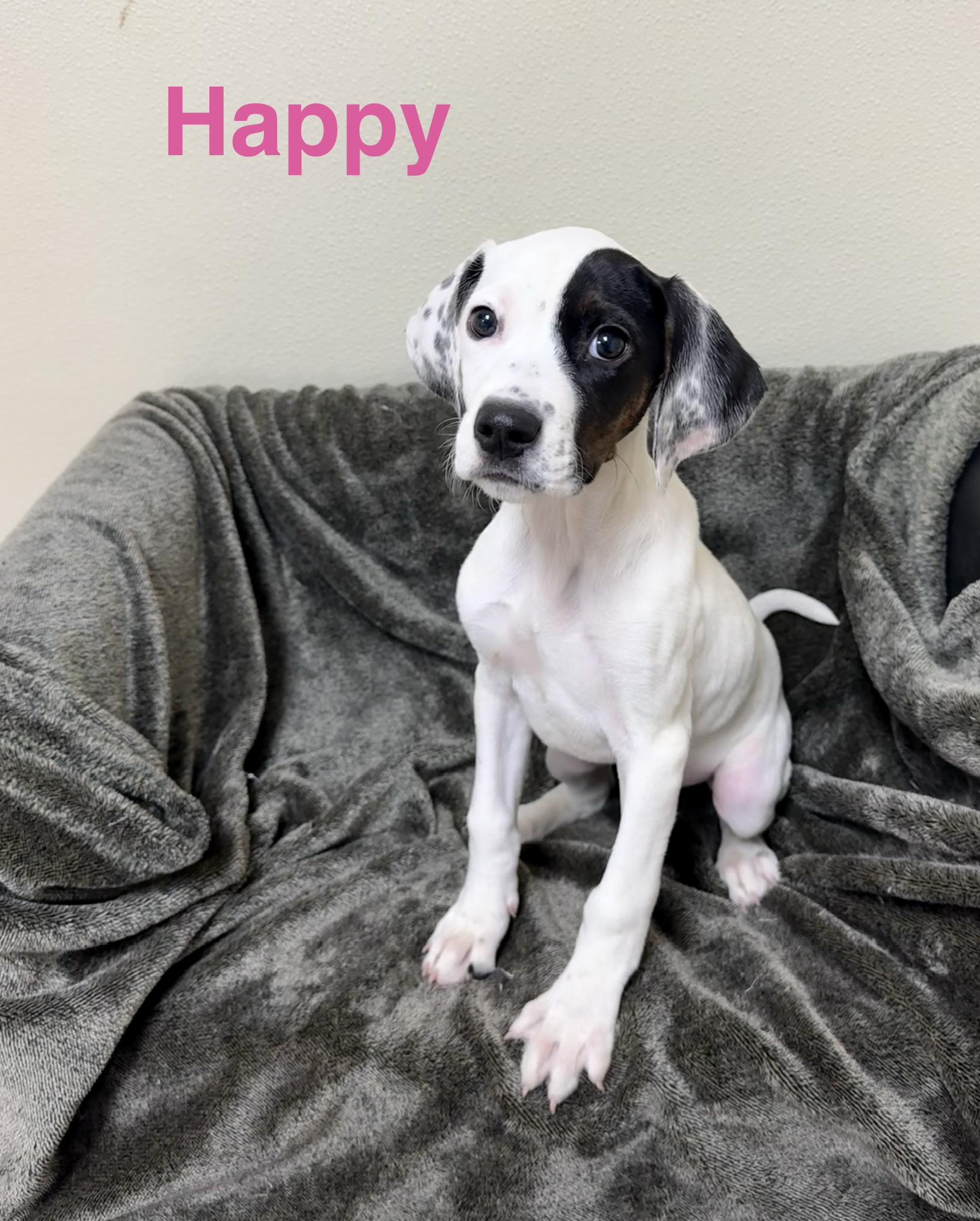 Enlarge Happy, a Adoptable mixed breed in Douglas, MA image 5/5