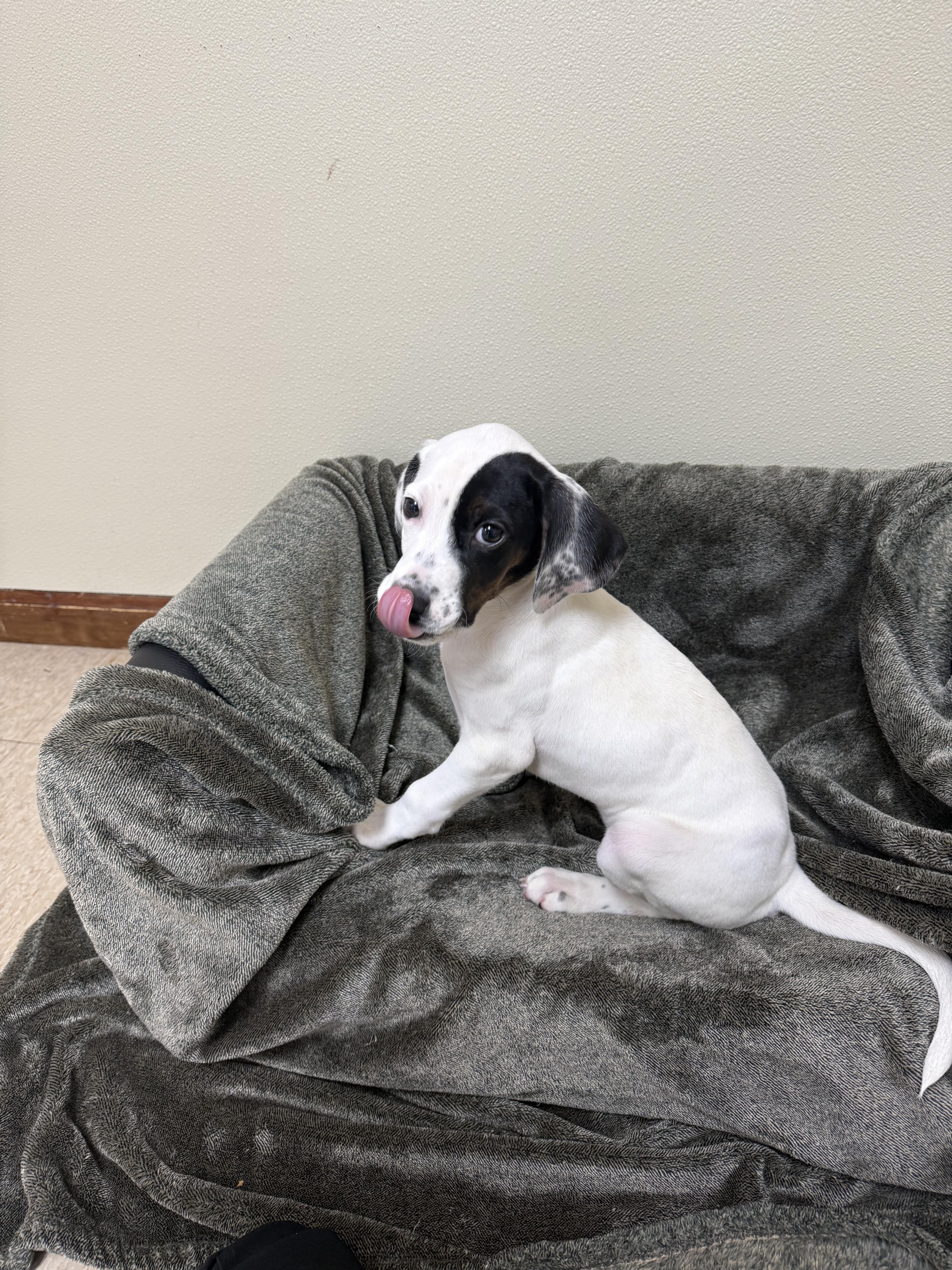 Happy, Adoptable, Puppy Female Hound.