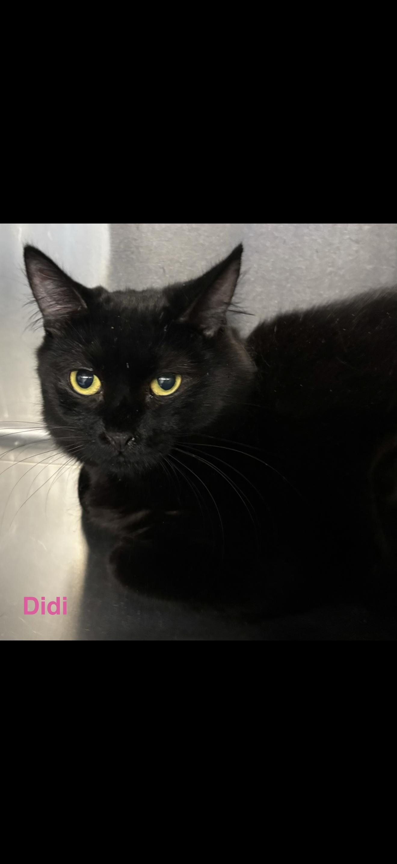 Didi, ADOPTABLE, Adult Female Burmese.