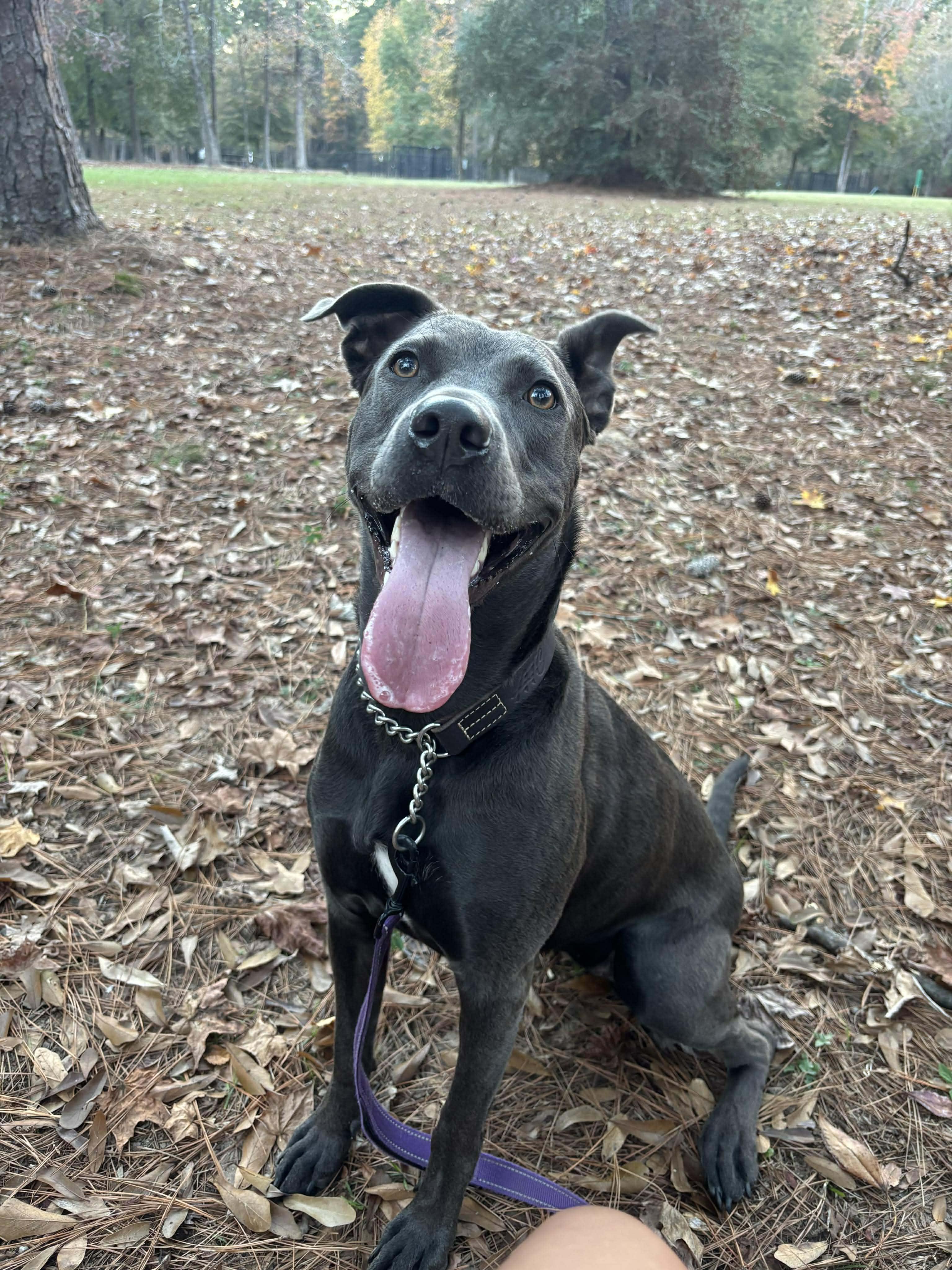 Dory, a Adoptable mixed breed in Bend, OR image 1/6