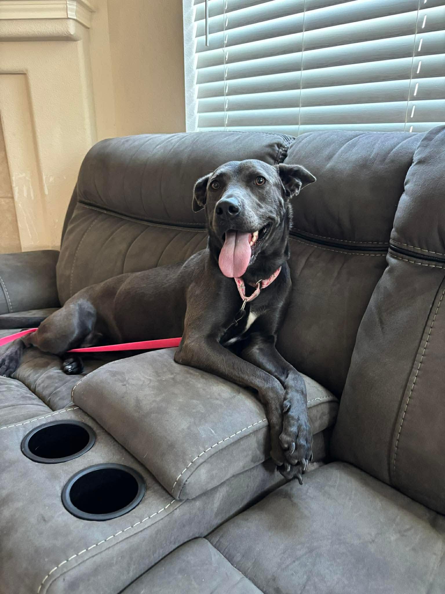 Dory, a Adoptable mixed breed in Bend, OR image 3/6