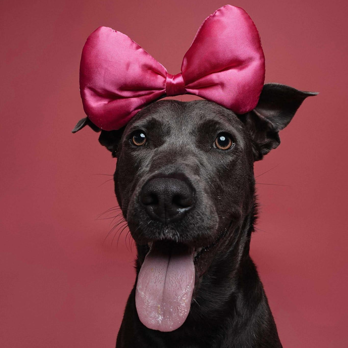 Dory, a Adoptable mixed breed in Bend, OR image 2/6