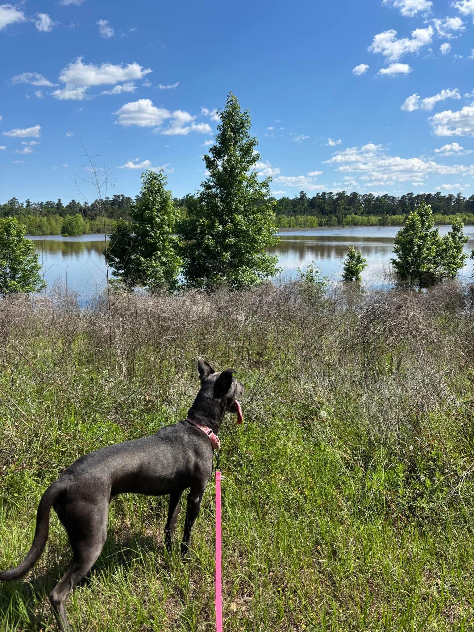 Dory, a Adoptable mixed breed in Bend, OR image 5/6