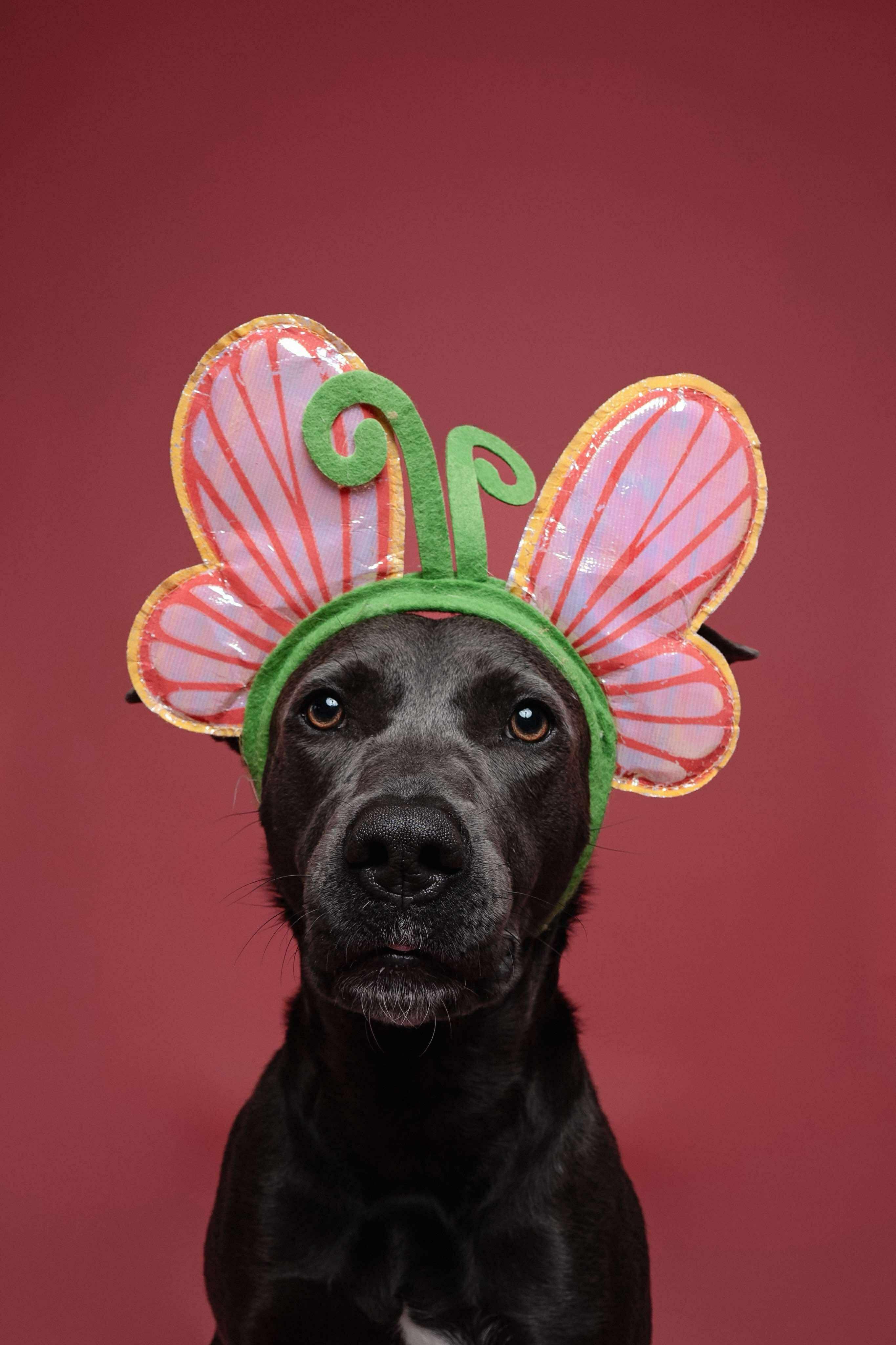 Dory, a Adoptable mixed breed in Bend, OR image 6/6