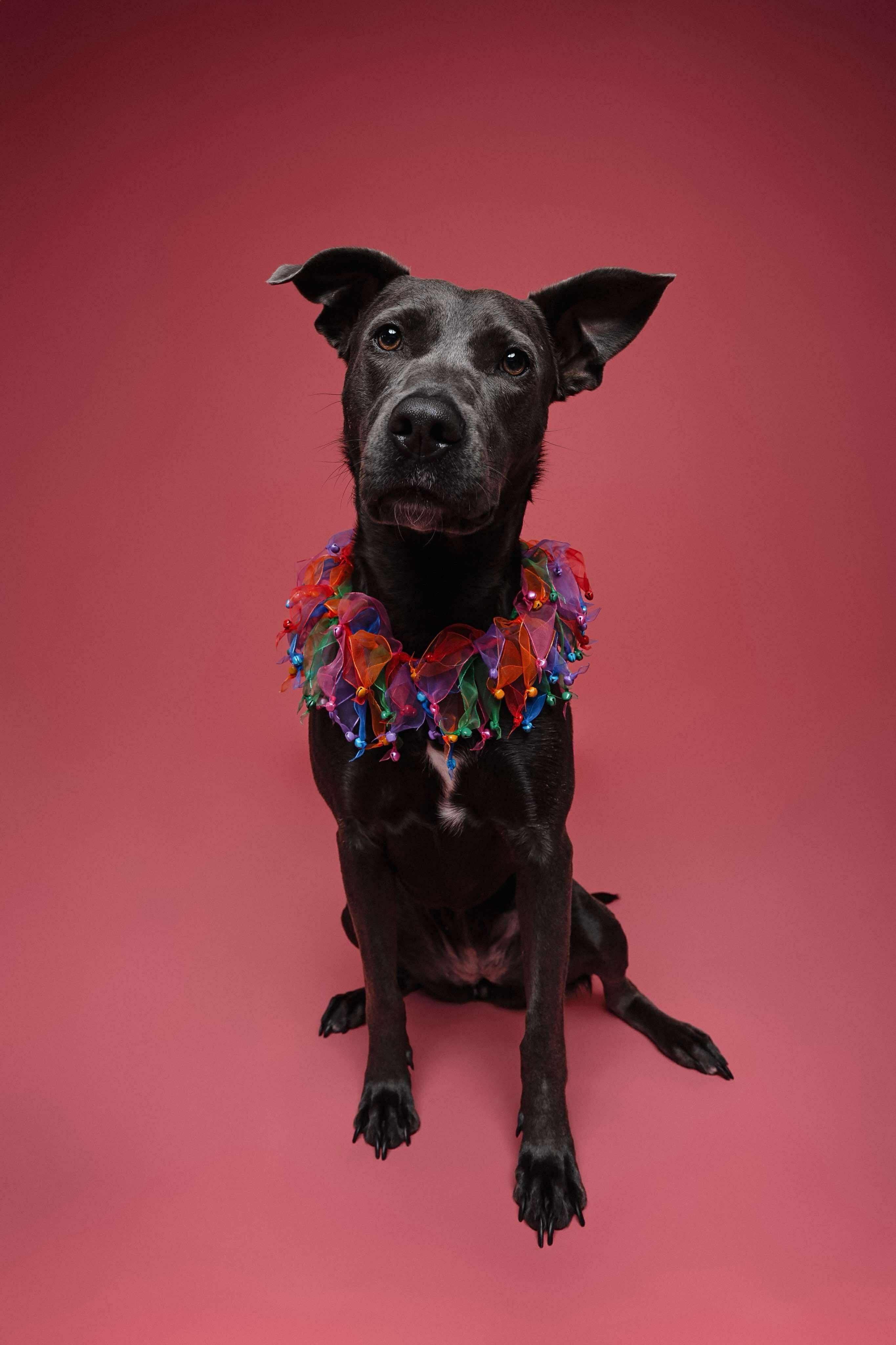 Dory, a Adoptable mixed breed in Bend, OR image 4/6