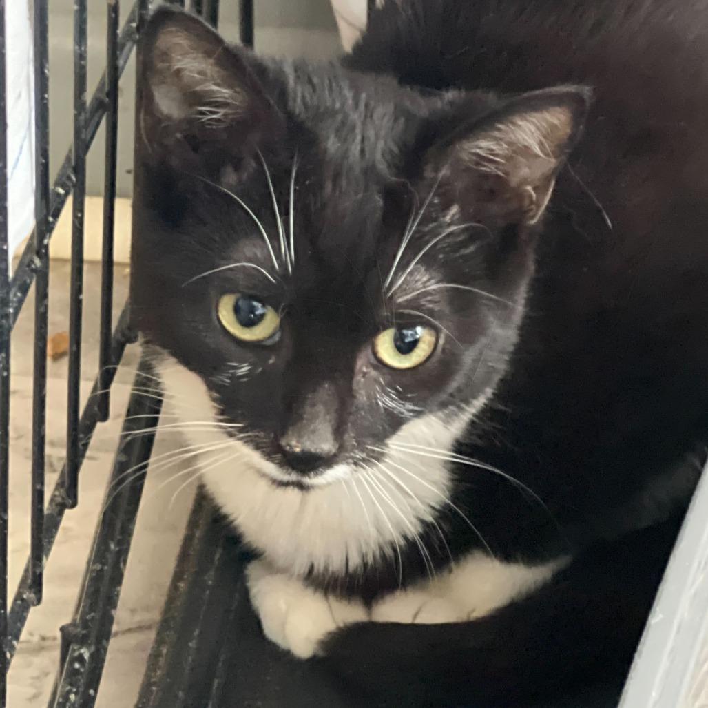 Checkers, Adoptable, Kitten Male Domestic Short Hair.