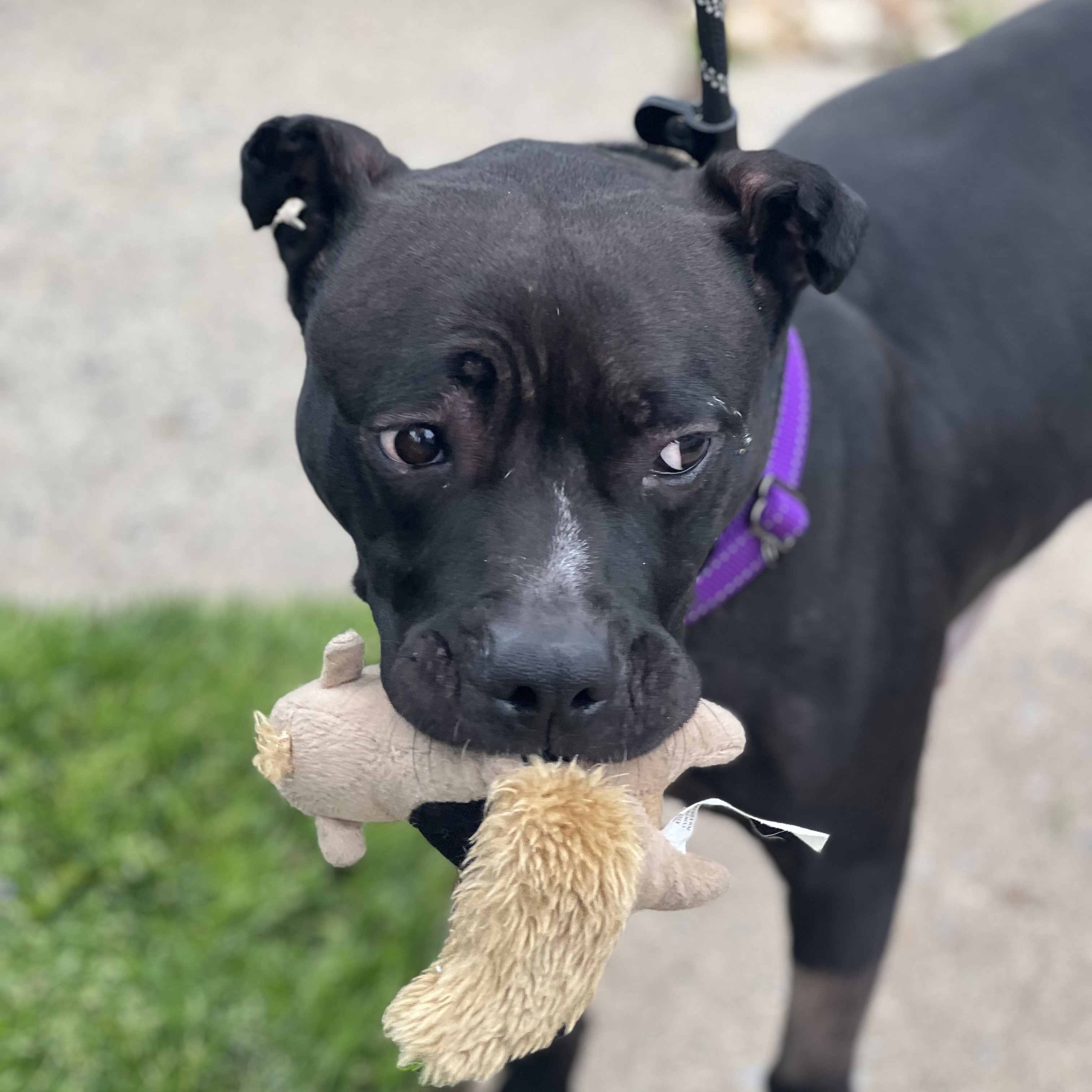 Enlarge Xena, a Adoptable Pit Bull Terrier in Cranford, NJ image 5/6