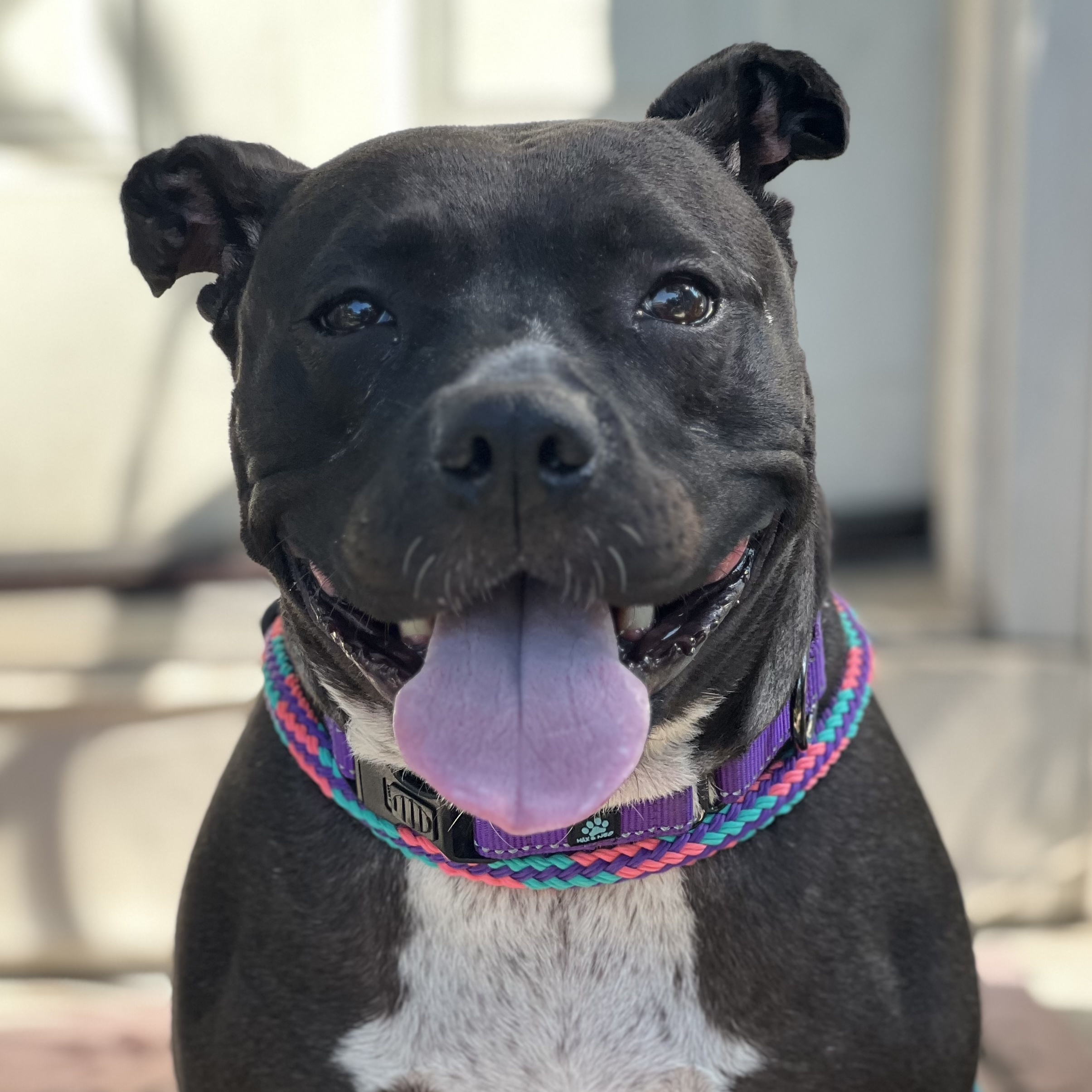 Enlarge Xena, a Adoptable Pit Bull Terrier in Cranford, NJ image 4/6