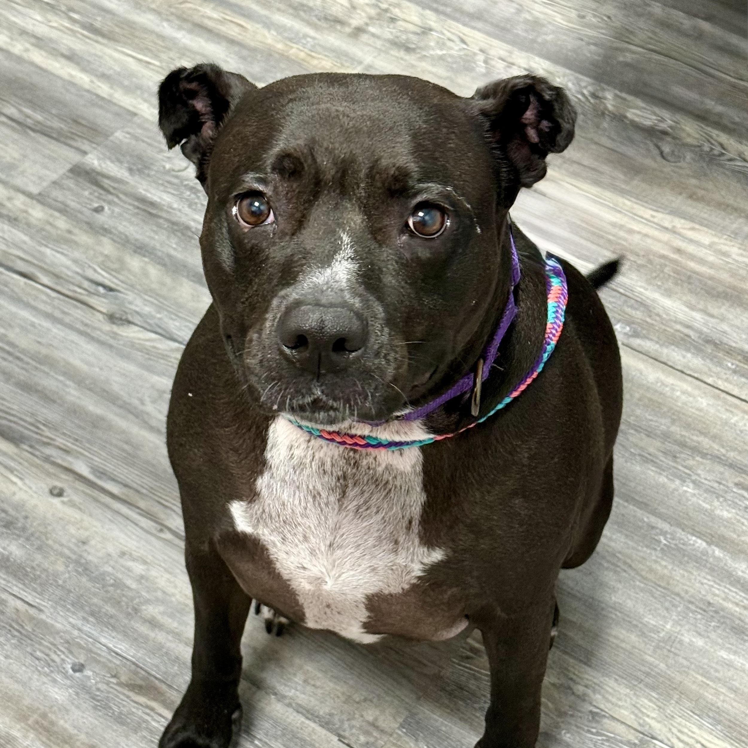 Enlarge Xena, a Adoptable Pit Bull Terrier in Cranford, NJ image 6/6