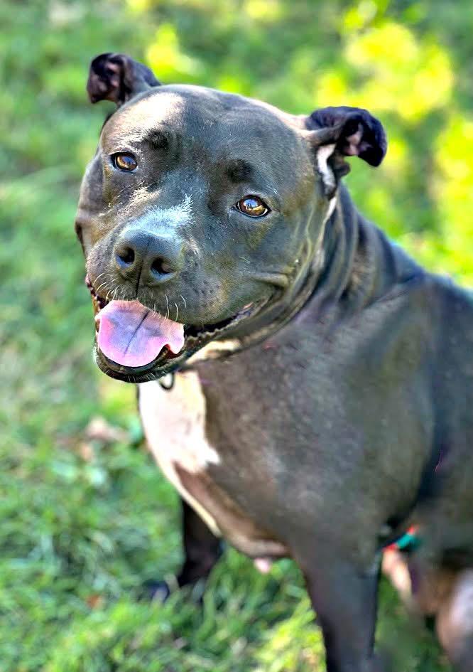 Enlarge Xena, a Adoptable Pit Bull Terrier in Cranford, NJ image 2/6