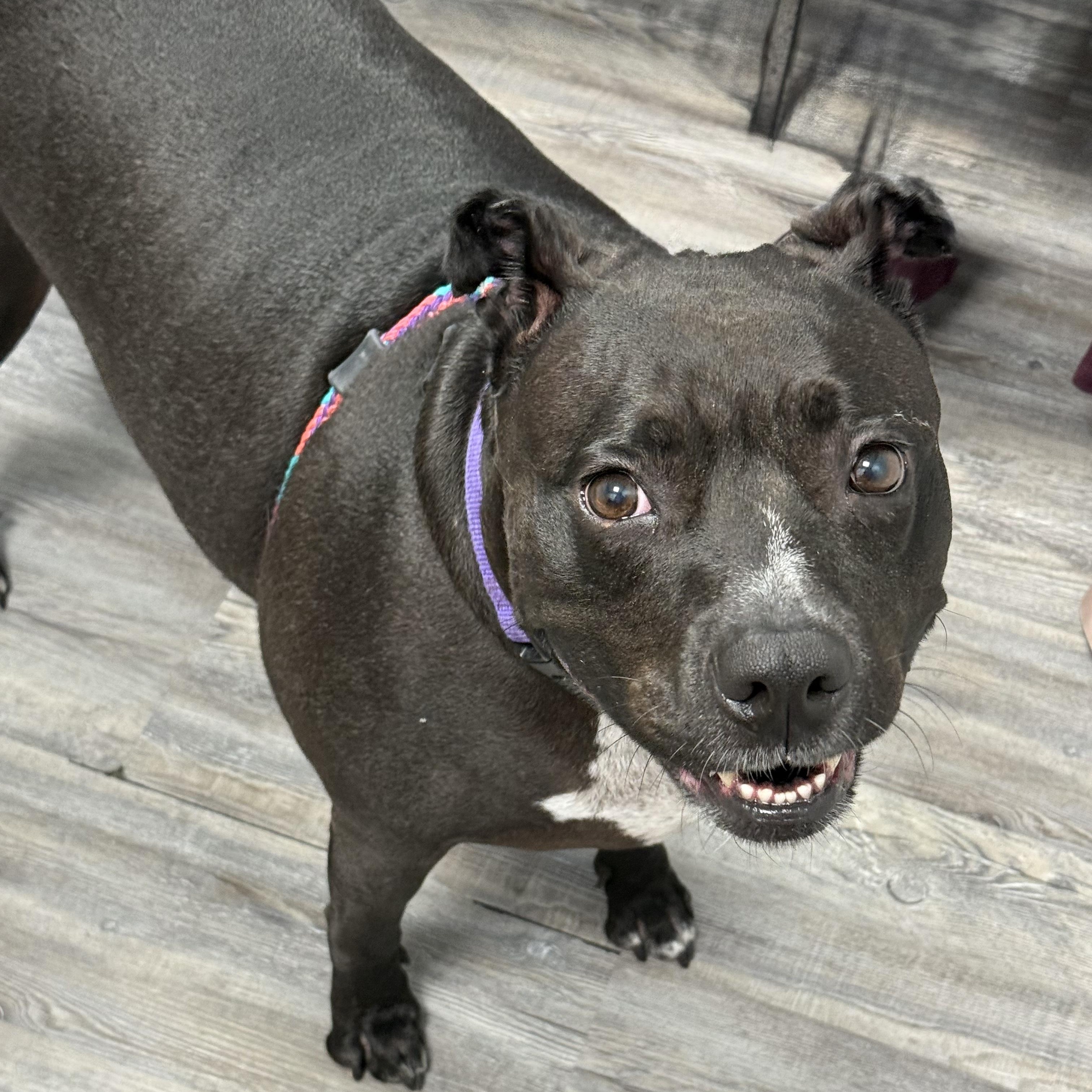 Enlarge Xena, a Adoptable Pit Bull Terrier in Cranford, NJ image 3/6