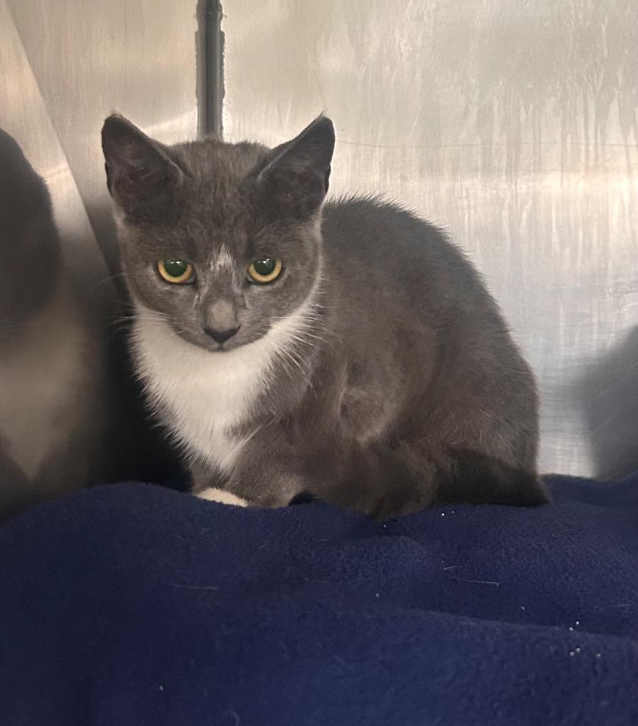 Enlarge Tina, a Adoptable mixed breed in New Manchester, WV image 6/6