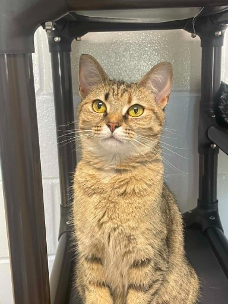Enlarge Grape, a Adoptable mixed breed in Hamilton, OH image 1/1