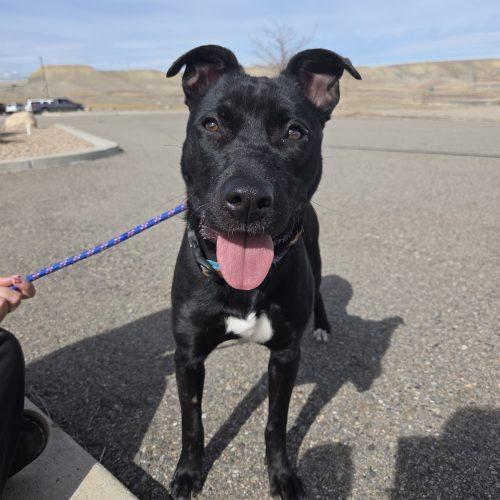 Ella, Adoptable, Young Female Black Labrador Retriever & Mixed Breed.