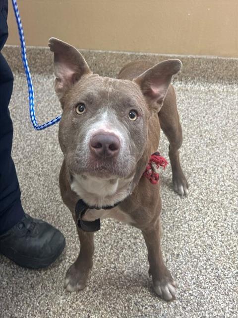 TAZ, Adoptable, Adult Male Pit Bull Terrier & Mixed Breed.