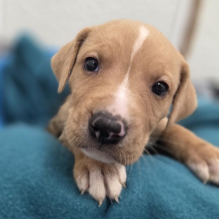 Enlarge L.L. Bean, an adopted mixed breed in Park Rapids, MN image 1/1