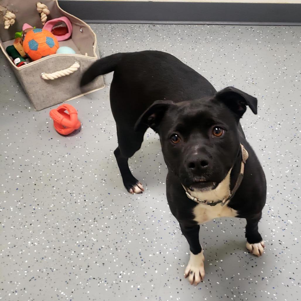 Albany, Adoptable, Adult Female Mixed Breed.