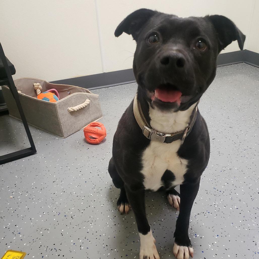 Enlarge Albany, a Adoptable Mixed Breed in Danville, KY image 2/6