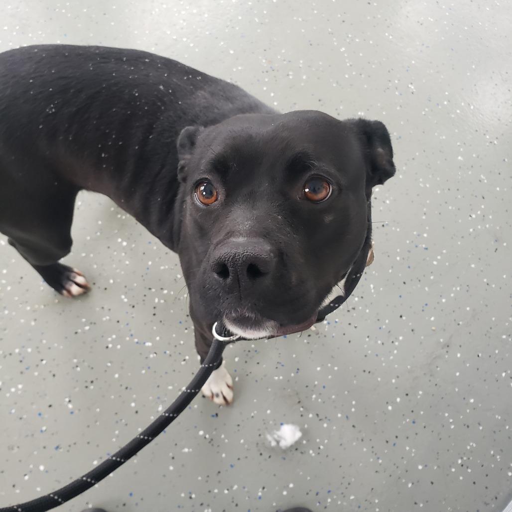 Albany, Adoptable, Adult Female Mixed Breed.