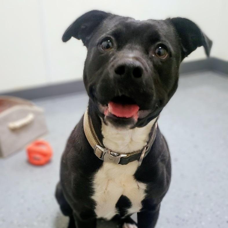 Enlarge Albany, a Adoptable Mixed Breed in Danville, KY image 4/6