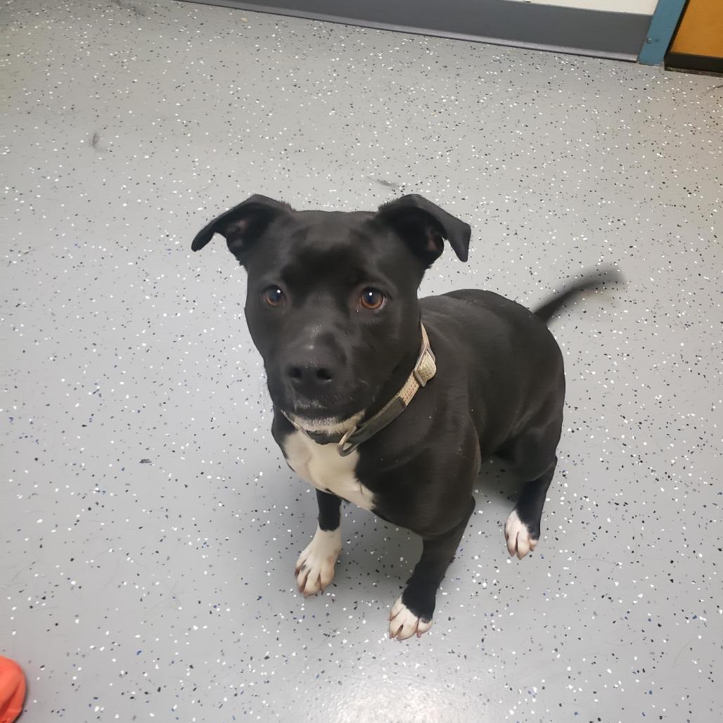 Enlarge Albany, a Adoptable Mixed Breed in Danville, KY image 5/6