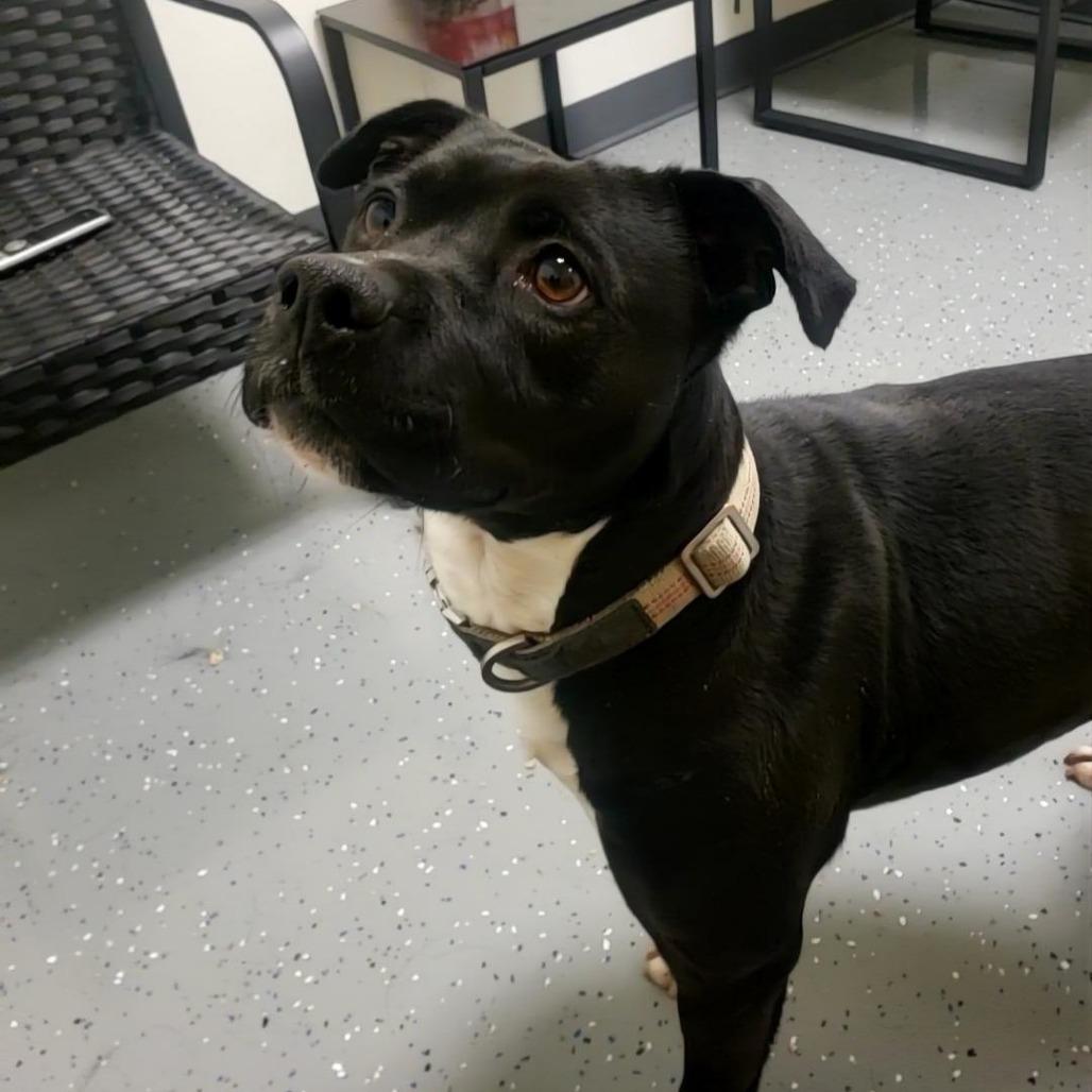 Enlarge Albany, a Adoptable Mixed Breed in Danville, KY image 6/6