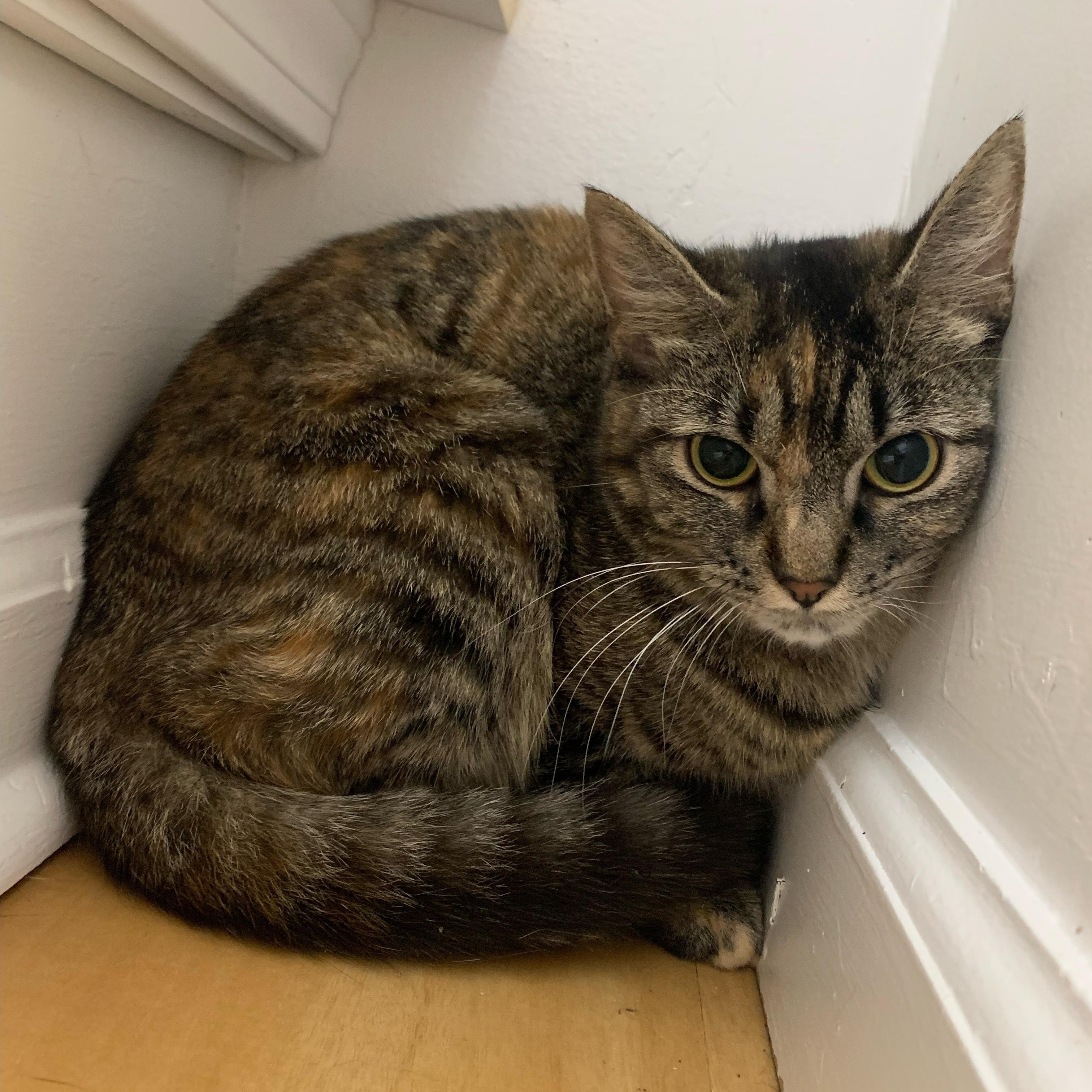 Venus, a ADOPTABLE Domestic Short Hair in New Haven, CT image 2/2