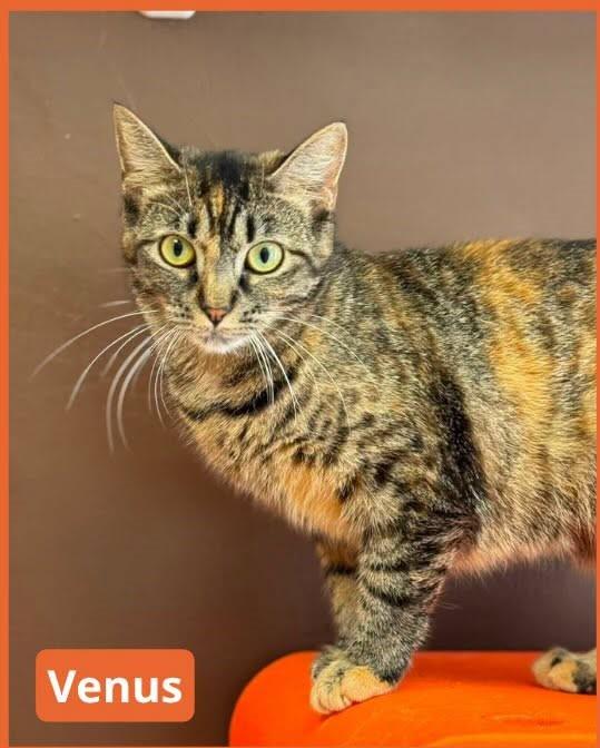 Venus, a ADOPTABLE Domestic Short Hair in New Haven, CT image 1/2