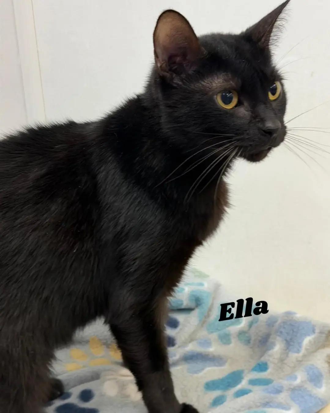 Enlarge Ella, a Adoptable Domestic Short Hair in Dunkirk, NY image 1/1