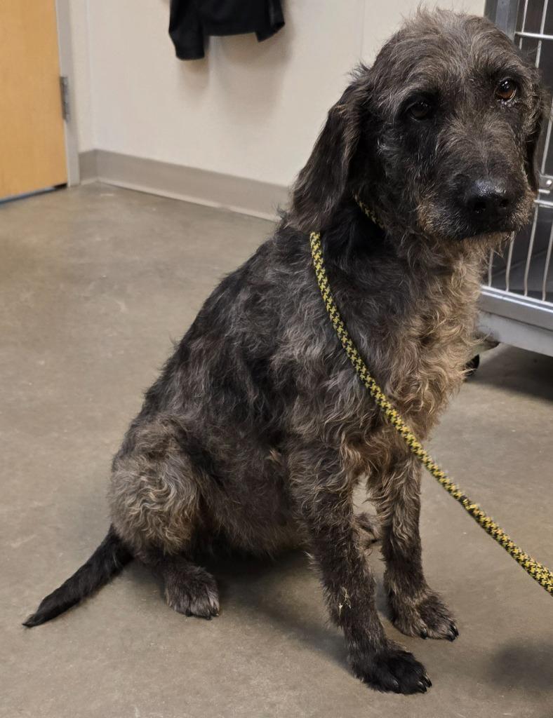 Enlarge Mocha, a Adoptable mixed breed in Murphysboro, IL image 2/3