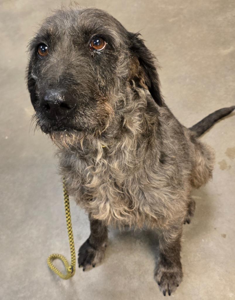 Enlarge Mocha, a Adoptable mixed breed in Murphysboro, IL image 3/3