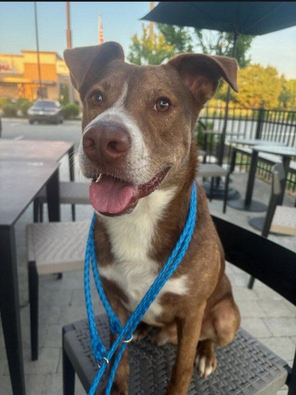 Scooby-Doo, Adoptable, Young Male Fox Terrier & American Staffordshire Terrier.