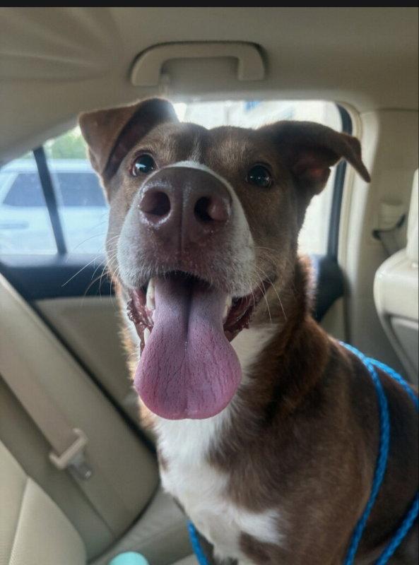 Enlarge Scooby-Doo, a Adoptable mixed breed in Winston Salem, NC image 2/3