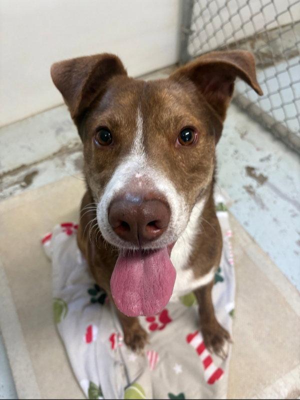 Enlarge Scooby-Doo, a Adoptable mixed breed in Winston Salem, NC image 3/3