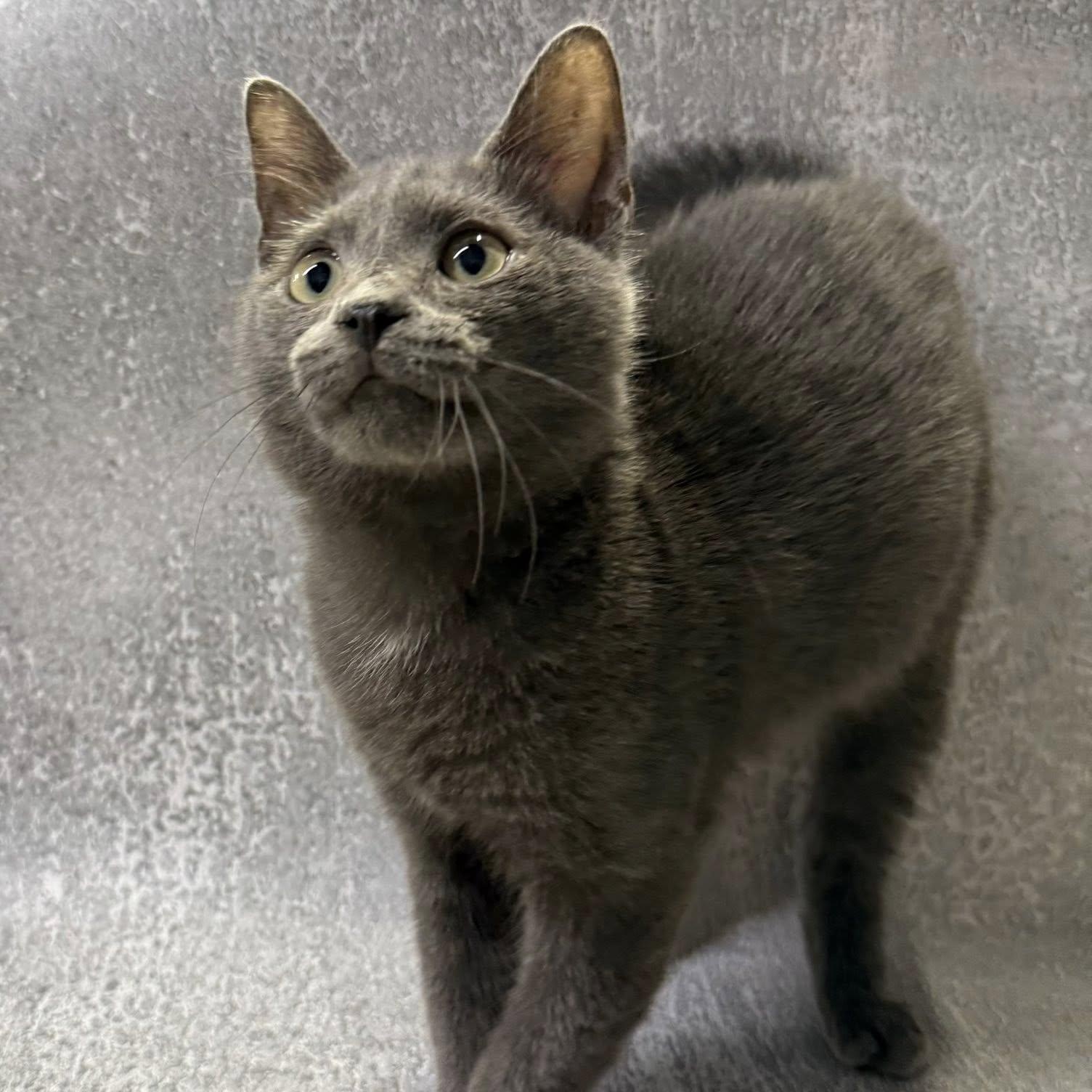 Hahn, a Adopted mixed breed in Jackson, GA image 1/3