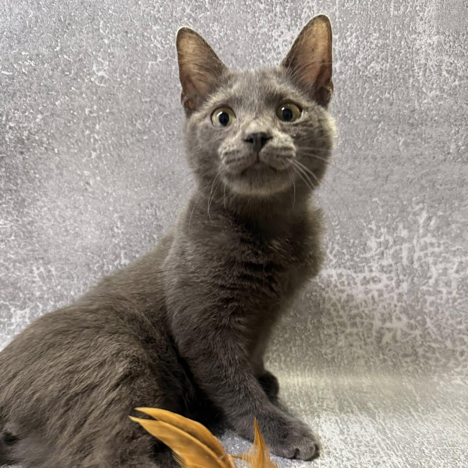 Hahn, a Adopted mixed breed in Jackson, GA image 2/3