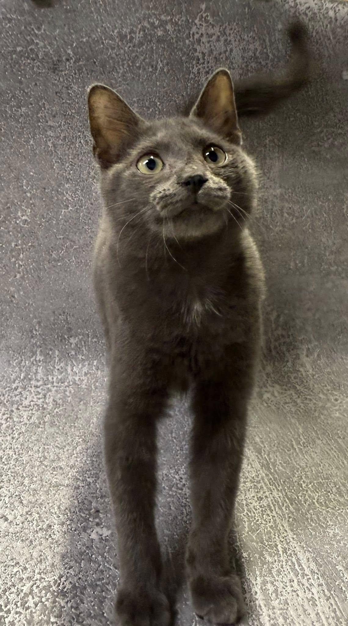 Hahn, a Adopted mixed breed in Jackson, GA image 3/3