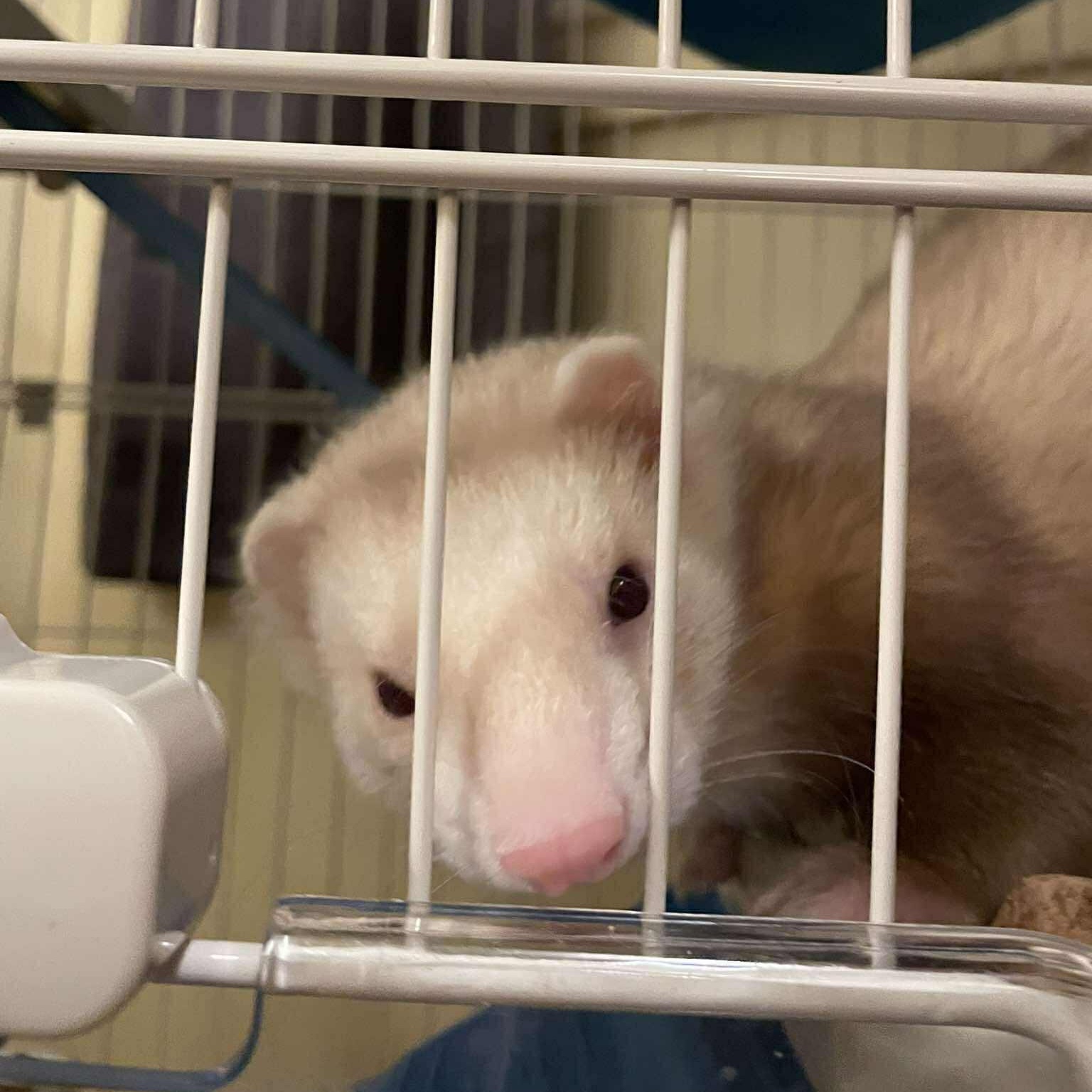 Tofu, adopted, Young Male Ferret.
