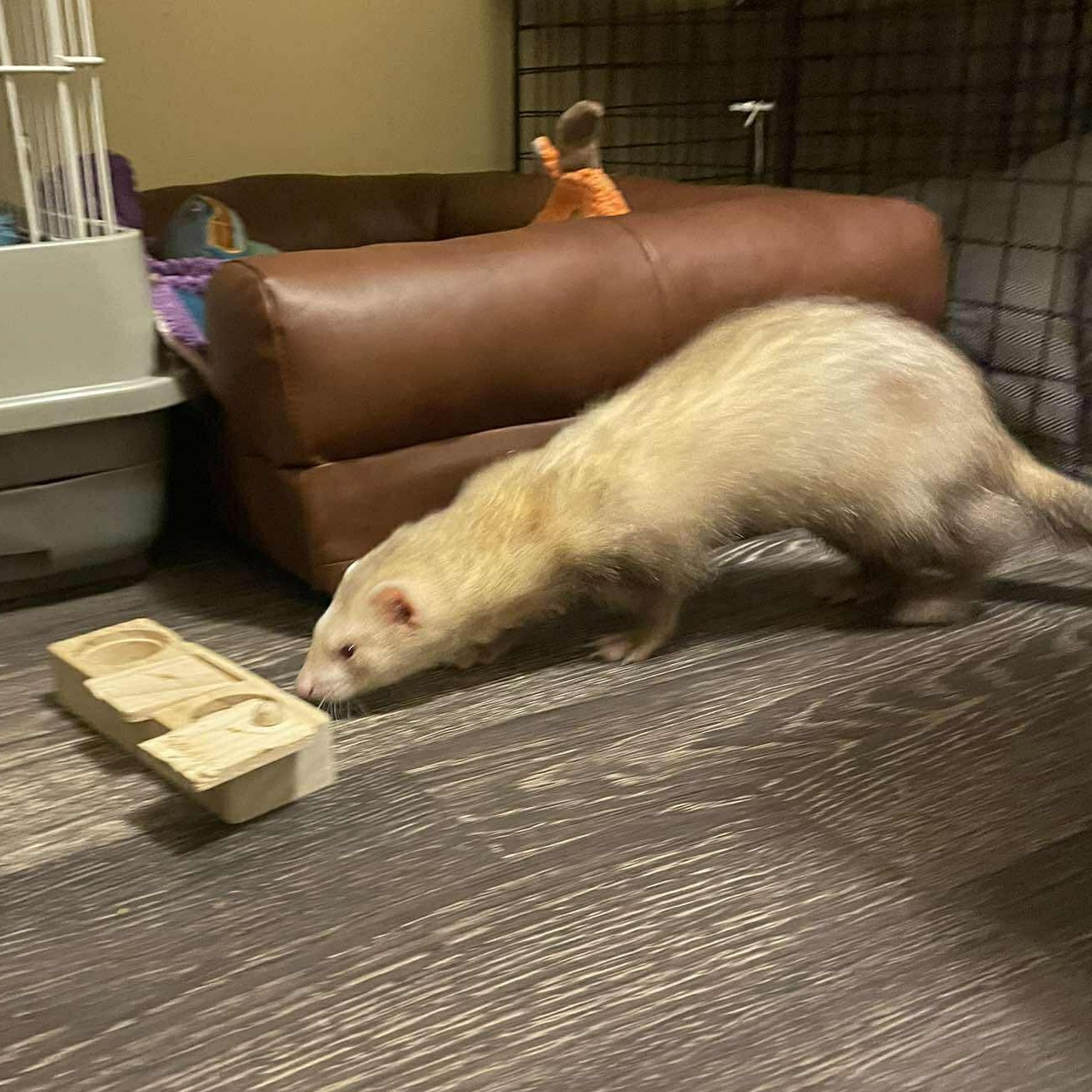 Enlarge Tofu, an adopted Ferret in Rochester, NY image 3/4