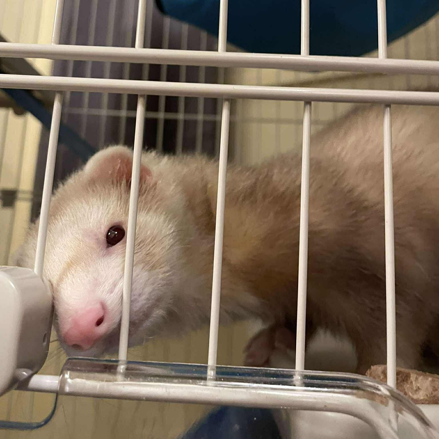 Enlarge Tofu, an adopted Ferret in Rochester, NY image 2/4