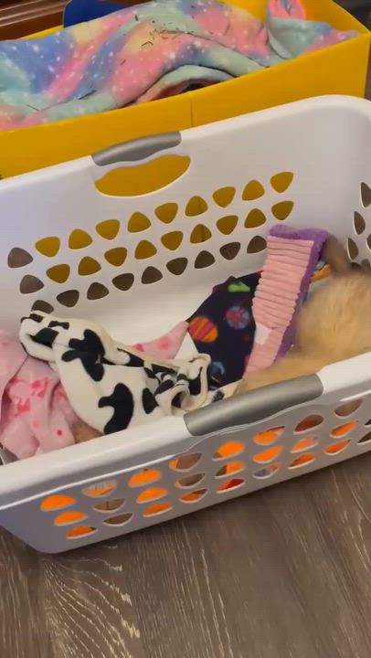 Enlarge Tofu, an adopted Ferret in Rochester, NY video 4/4