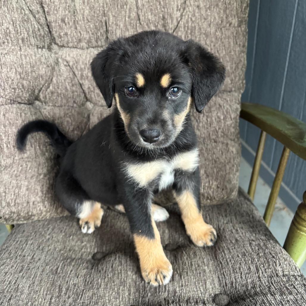 Enlarge Power and Light, a ADOPTABLE mixed breed in KANSAS CITY, KS image 1/3