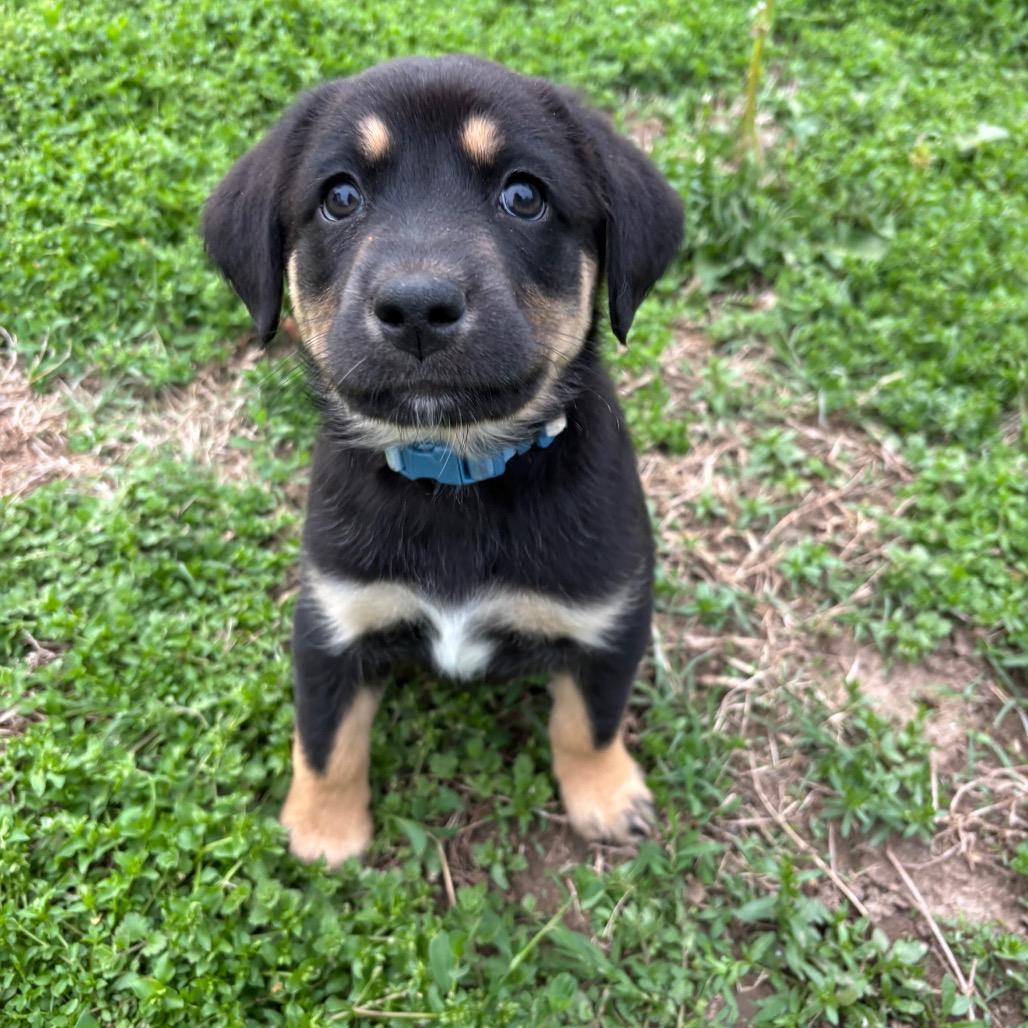Enlarge Power and Light, a ADOPTABLE mixed breed in KANSAS CITY, KS image 3/3